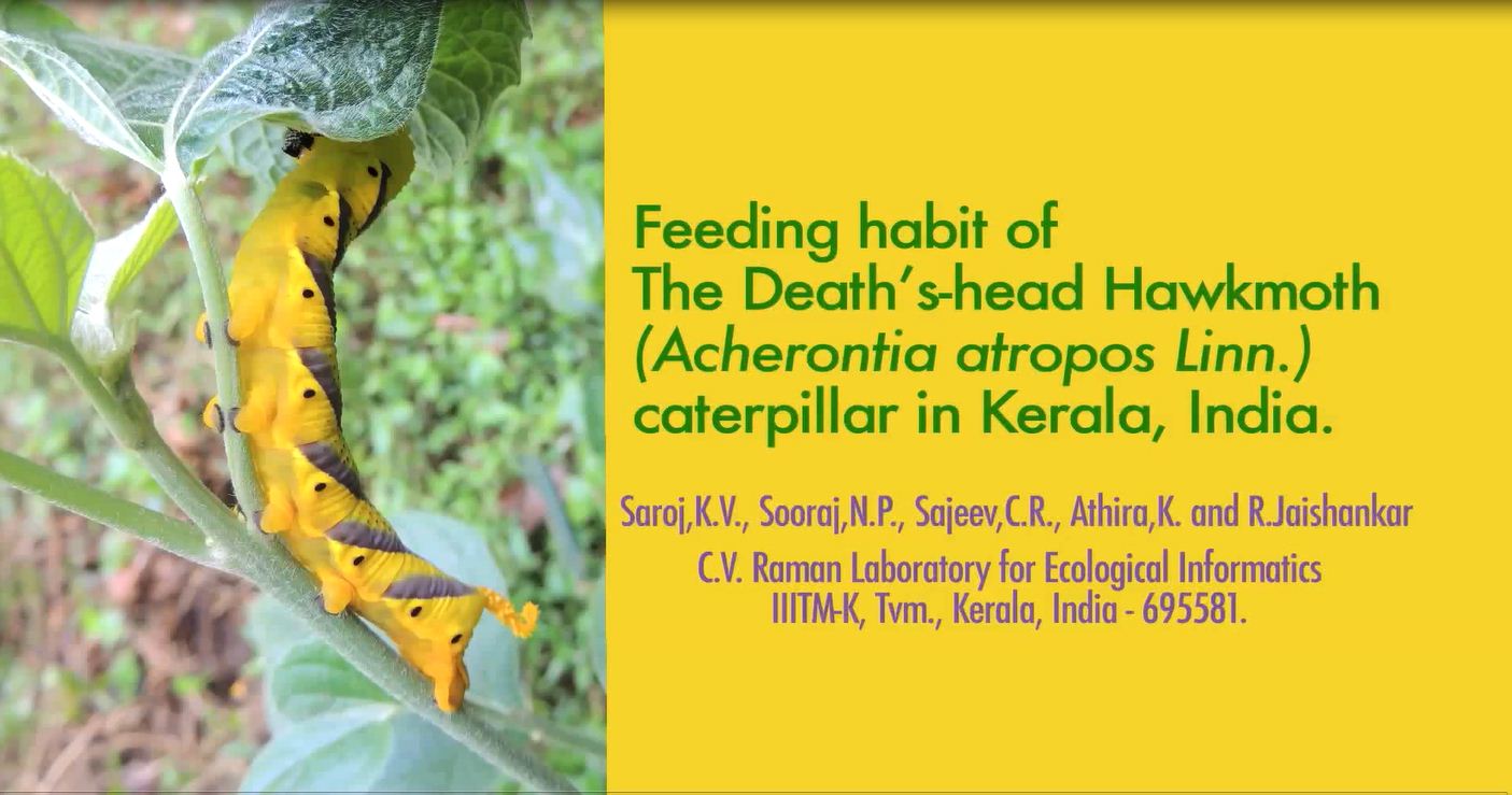 Acherontia atropos Linn